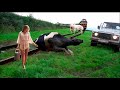 Incroyables vaches et machines gantes  soins du mollet  jeune femme