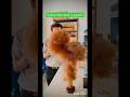 Chemistry Fire Experiments | “Science Ka Magic Ya Fire Ka Jaadu?” #shorts #youtube #viralvideo