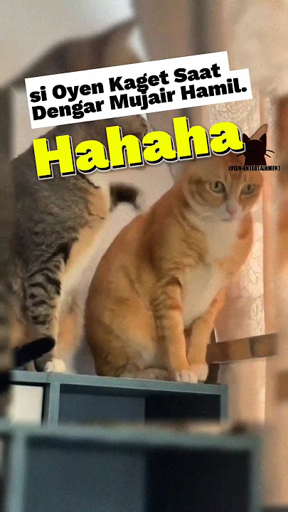 Oyen Kaget Sekarang Dirinya Jadi Bapak 🤣 #cat #kucinglucu #kucingbelangtiga