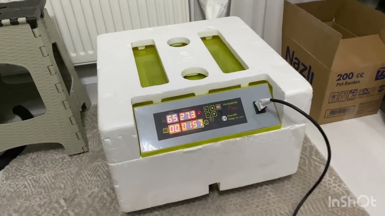 Japon bıldırcını yumurtası kuluçka dönemi 