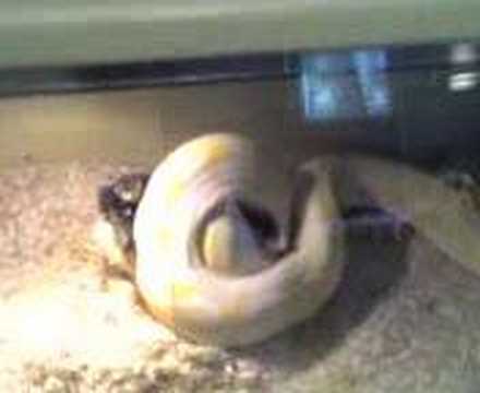 Big albino retic grabbing rabbit - YouTube
