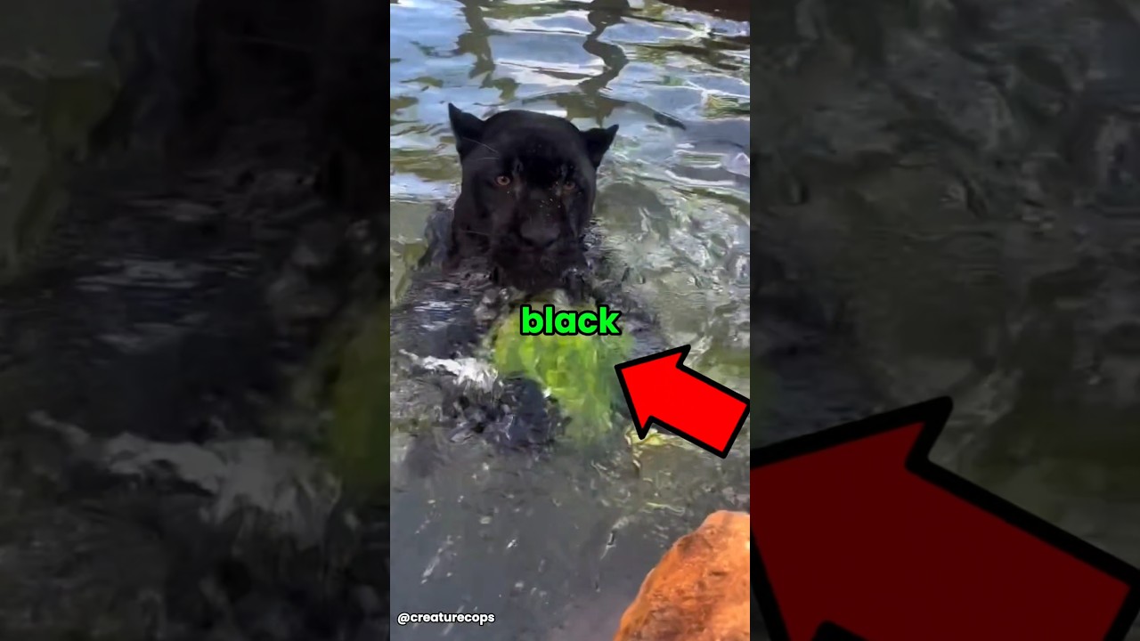 Do Not Get a Black Cat #cats #funny #pets