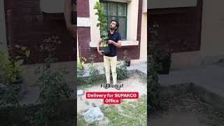 Ficus lyrata - fiddle leaf fig delivery to Lahore | WhatsApp for order 03288492097 | Rs 5000/-