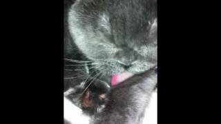 Scottish fold licking herself by MrGreyness 1,217 views 12 years ago 2 minutes, 44 seconds