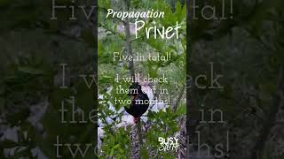 Propagation - Privet