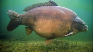 UK 60lb Carp Underwater Feeding Response! Grenville Lake