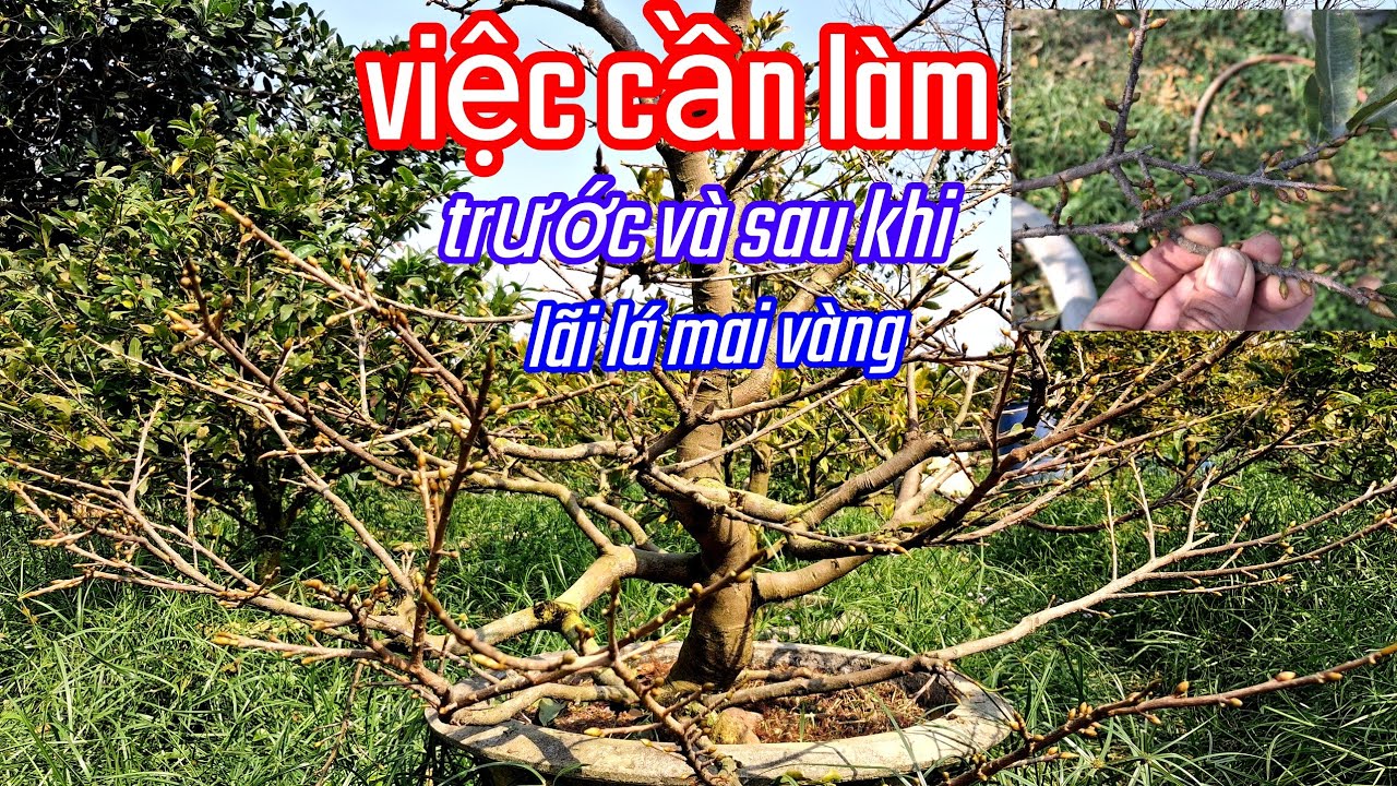 11/12/AL. việc cần làm.trước  và sau khi lặt lá 