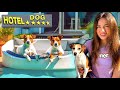 ШОУ ГОСТИНИЦА ДЛЯ СОБАК - ВСЕ СЕРИИ | Elli Di Pets