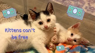 Why There's No Such Thing as a Free Kitten // adopt from a rescue instead of getting one for "free"