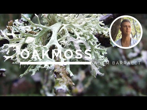 Video: Nakakain ba ang oak moss?