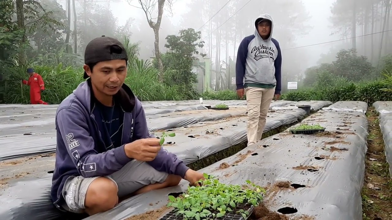 Proses Penanaman stek tanaman kentang