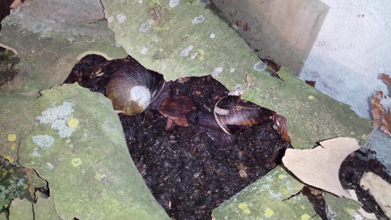 Helicophanta magnifica eating shiitake