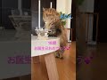 あのん、本日無事18歳のお誕生日を迎えました。藤木直人さんの曲♪ANONから名前を。愛してるよ！あのん💕#cats #cat #pets #ノルウェージャンフォレストキャット #猫のいる暮らし