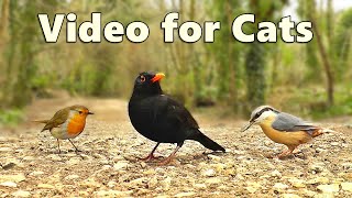 Videos for Cats ~ The NEW Ultimate Video for Cats to Watch / Cat TV ⭐ 8 HOURS ⭐ by Paul Dinning 11,108 views 1 month ago 8 hours