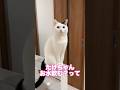 水を勧められて困る猫