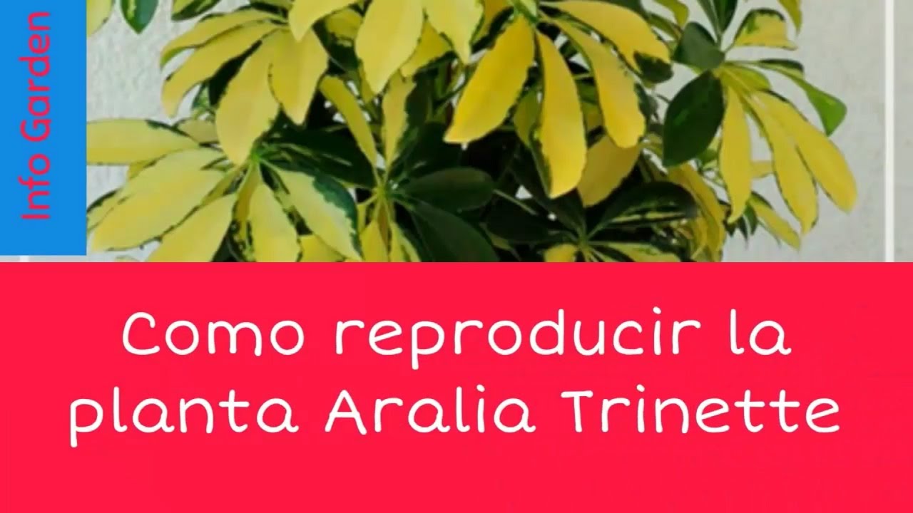 Como reproducir la planta ave del paraíso (Strelitzia reginae) - YouTube