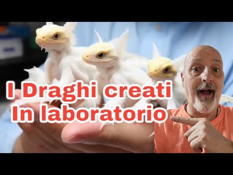 Video: Drago cinese - un simbolo di prosperità