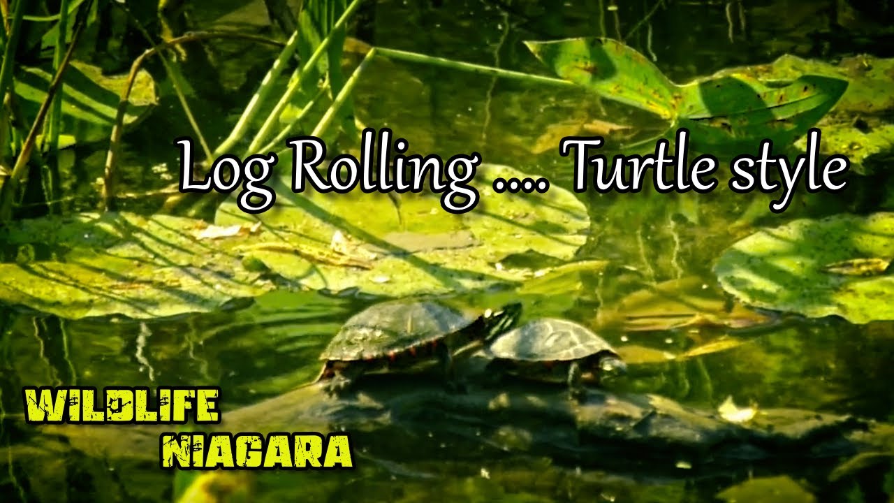 Log rolling ....   Turtle style