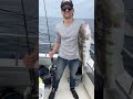 EM lands a chunky Barred Sand Bass  #fishing #fish #boating