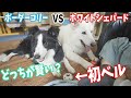 【賢さ対決】ホワイトシェパード VS ボーダーコリー どっちが賢い？【検証】