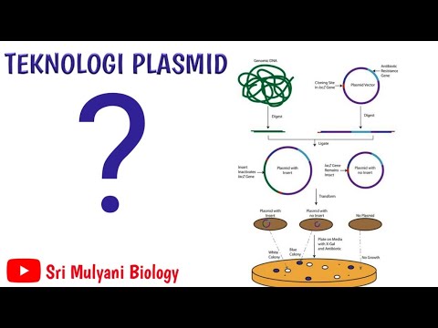 Video: Dalam vektor pengklonan plasmid?