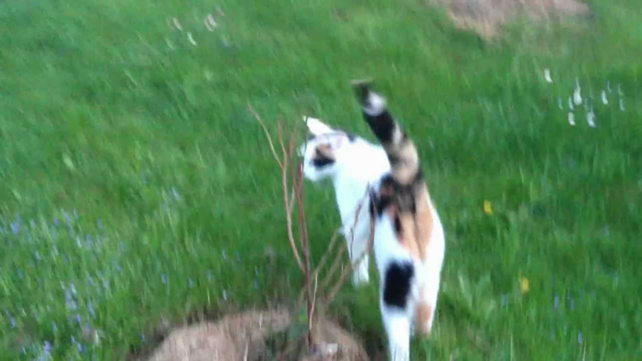 Mein Hund springt einen Meter hoch! D YouTube