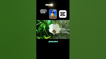 Colour Grading Tutorial | CapCut Cinematic Tutorial #shorts #shortsfeed #colourgrading #capcutedit