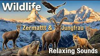Swiss Alps Mountain Wildlife in 4K Hidden Animals of Zermatt & Jungfrau  Relaxing Nature Sounds
