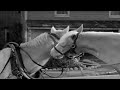 Mister ed season 1 episode 12 1961 eds mother