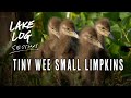 Episode 27: Tiny Wee Small Limpkins