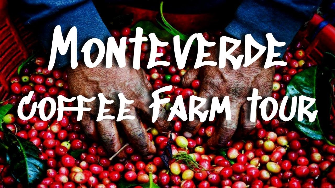 coffee tour monteverde