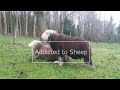 Reproduction du mouton