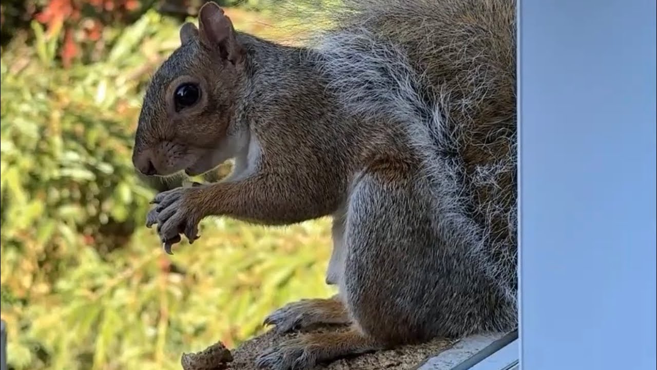 Squirrel Fun 🌰 is live! - YouTube