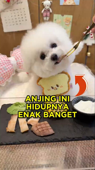 This Cute Dog Has a Sweet Morning Routine 🐶🥰 #shorts #dog