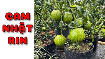 Cây Cam Nhật đang trái cây rin chiết cành | 0386569374 - Ngọc Ngân Bến Tre | Chuyên cây độc lạ