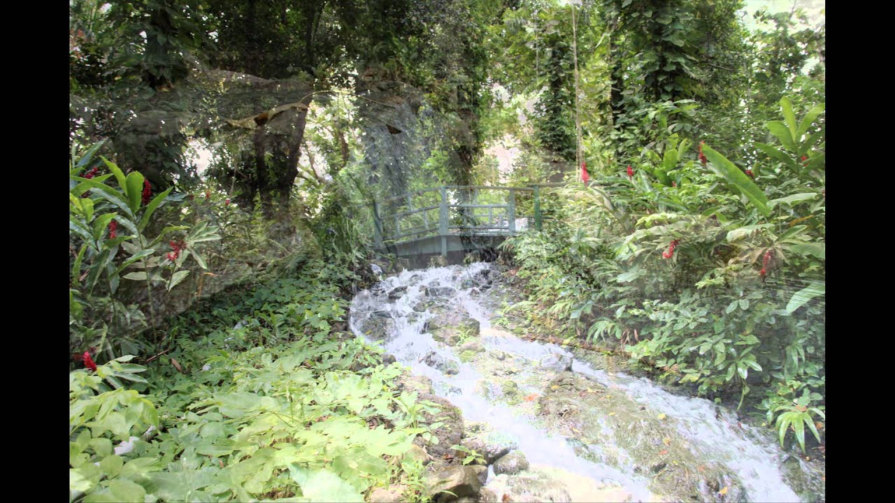 Cascada Jardín Botánico Universidad de Puerto Rico YouTube