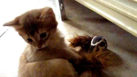 Watch the video about Sorrel Somali Kittens Playing