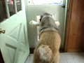 Dog doesn&#39;t fit through doggie door with large bone