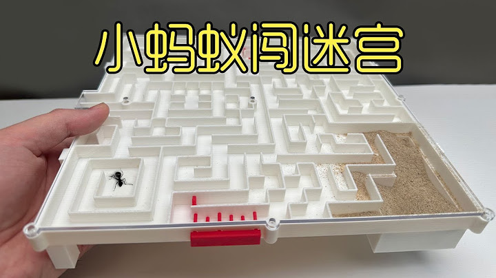 把蚂蚁和蚁狮，分别放进迷宫里，会发生什么有意思的事呢？