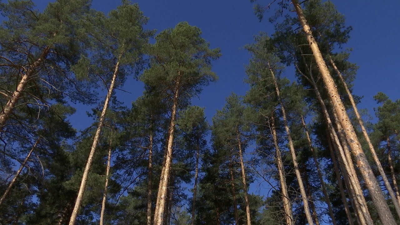 Начался первый этап благоустройства «Лесной опушки» - YouTube