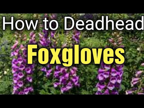 Video: Should You Deadhead Foxgloves: Savjeti o biljkama mrtvoglavih lisica