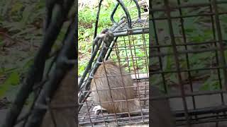 #rat#rodents#shortsfeed#mice#mouse#longtail#video#trending#subscribe#ratathome#viralvideo#viral#rats