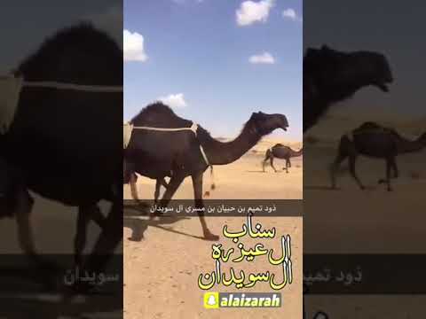 سناب ال عيزره ال سويدان ابل الشيخ تميم بن حبيان بن مسري ال سويدان