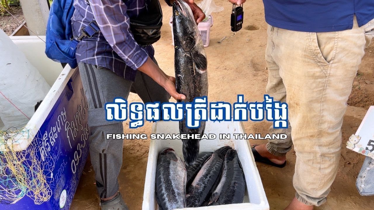 ដាក់បង្កៃយកត្រីឆ្ដោ|fishing in surin province |Big fish.