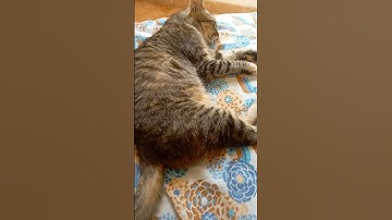 My sleeping cat ✨🌛 #cat #sleeping #yearofyou