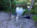 Husky Enjoys the Lake!