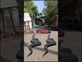 Big Anaconda vs dinosaur T-Rex fight scene#dinosaur#anaconda#jurassicworld#shorts#youtubeshorts