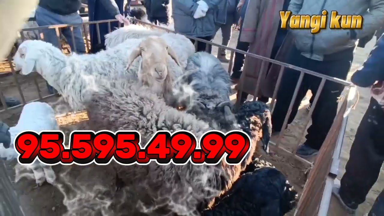 2026.11.XARAZM BOG'OT QÓY BOZOR