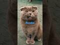 O Gato Que Fala Tudo Que Escuta Inventando Moda Shortsgatos Catcomedy O Gato Que Fala Tudo Que Escuta Inventando Moda Shortsgatos Catcomedy