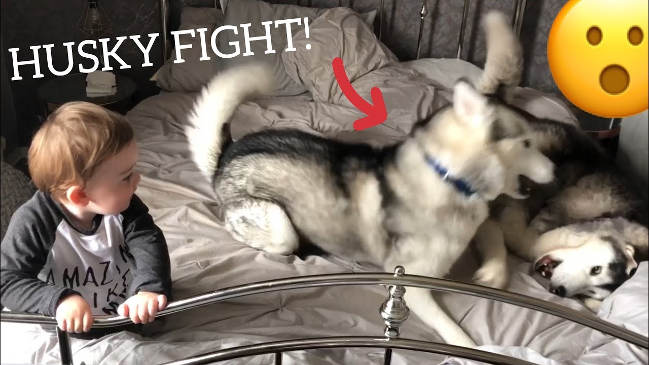 Husky Fight Scares Baby But Huskies Say Sorry And Make Baby Laugh Again
